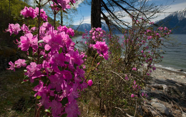 blooming maralnik (rhododendron) on the shore of lake teletskoye. - f04 imagens e fotografias de stock