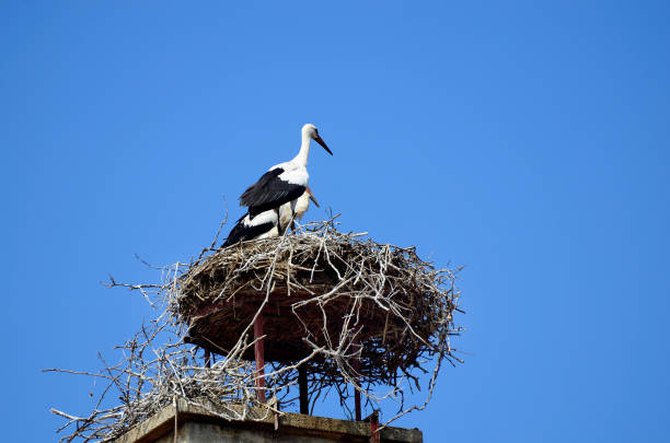 istock Austria, Burgenland, stork nest on foof 1011929894