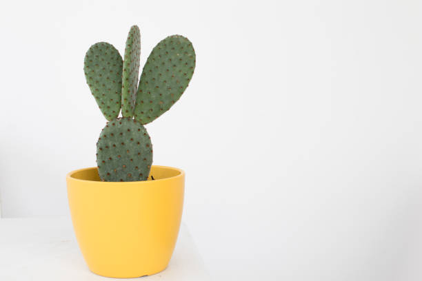 istock Cactus with shovel leaves and thorns in a yellow case on a white background. 1011930280