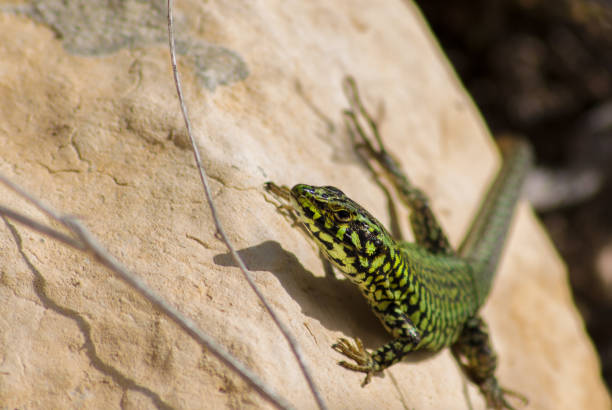 istock Maltese Wall Lizard podarcis filfolensis 1011930856