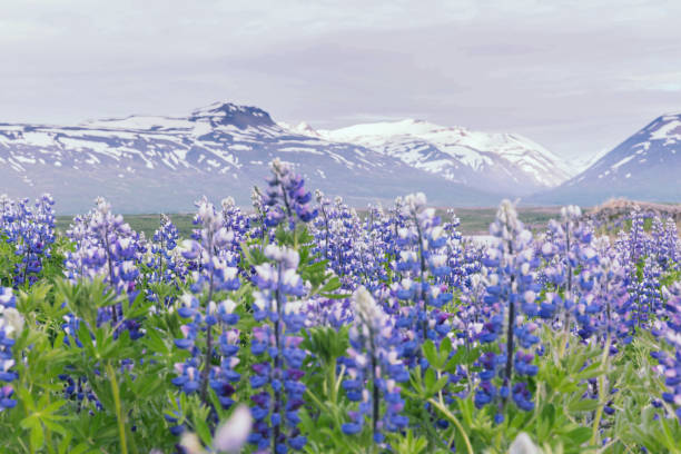 istock Wild lupine flowers blooming during Iceland summer 1011933662