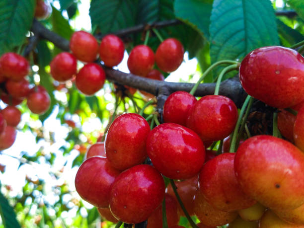 istock Crab cherry on a branch with green leaves 1011935322