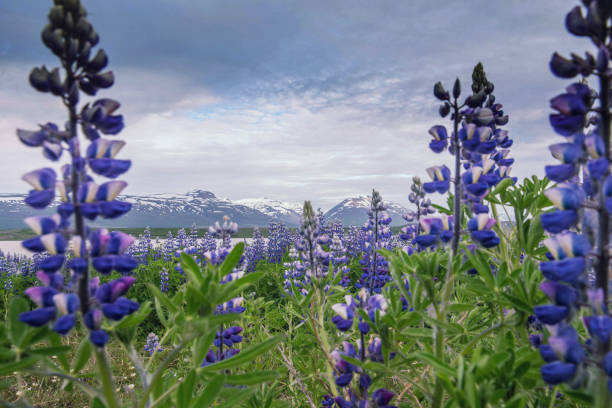 istock Wild lupine flowers blooming during Iceland summer 1011935458