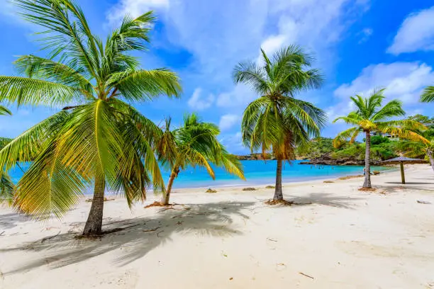 Galleon Beach on  Caribbean island Antigua, English Harbour, paradise bay at tropical island in the Caribbean Sea