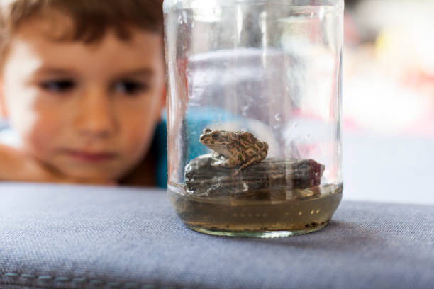 istock child observe a frog in a jar 1011941734