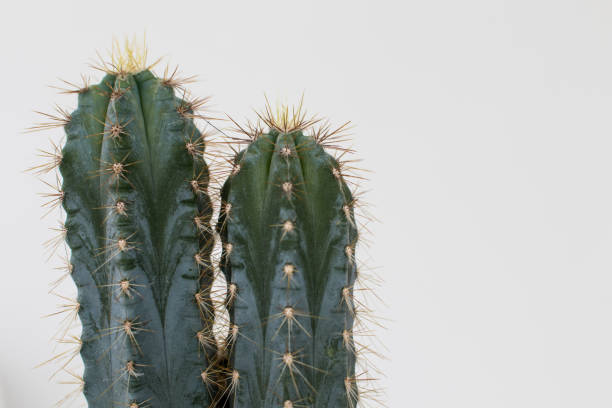 istock Cactus type san pedro with two heads with thorns and green trunk. 1011945230