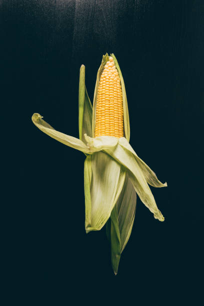 istock top view of one appetizing corn cob on grey dark table 1011951608