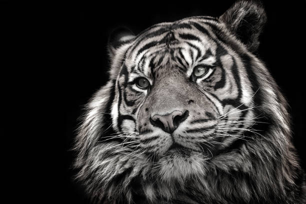 istock Black and white image of a tiger in high quality 1011953986