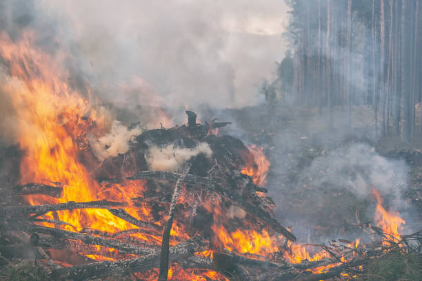 istock In the pine forest trees are burning 1011954004