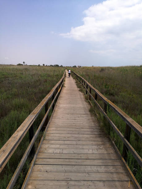 istock Wooden bridge through swamp 1011954500
