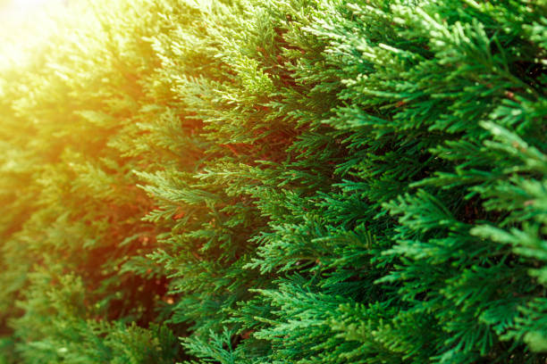 Beautiful green leaves of Thuja trees in sunny light Beautiful green leaves of Thuja trees in sunny light. thuja orientalis stock pictures, royalty-free photos & images