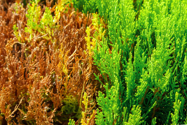 dried thuja and good thuja branch top view