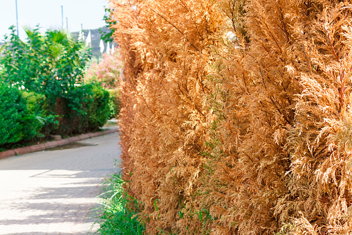 alley with dried thuja and road in Summer. Decorative Thuya