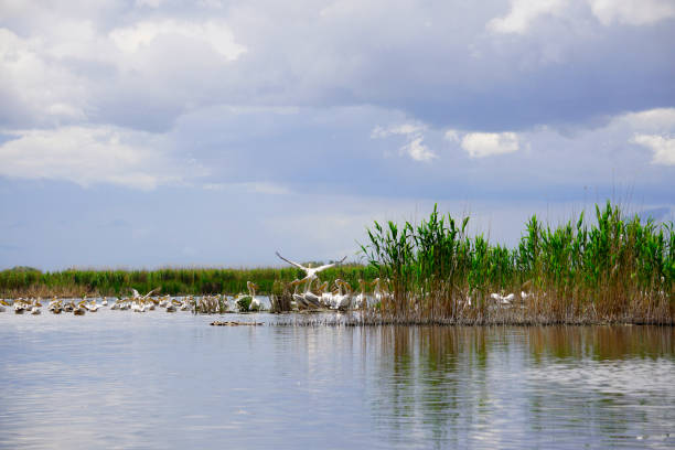 istock pelikans and other birds flying at Eber lake 1011955024