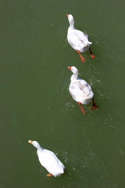 istock white ducks floating in the lake 1011955294