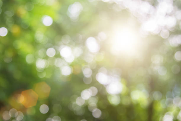 istock Natural spring blurred green leaves background. Create light soft colors and bright sunshine a short time before sunset tree in forest tropical. 1011955436