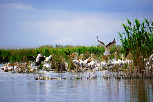 istock pelikans and other birds flying at Eber lake 1011955480