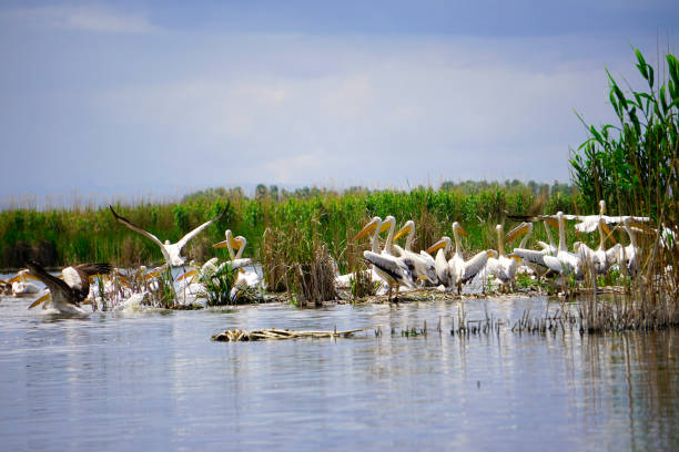 istock pelikans and other birds flying at Eber lake 1011955484