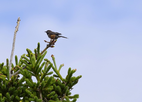 closeup of a Boreal Chickadee perched on top of a pine tree, side view with blue sky background