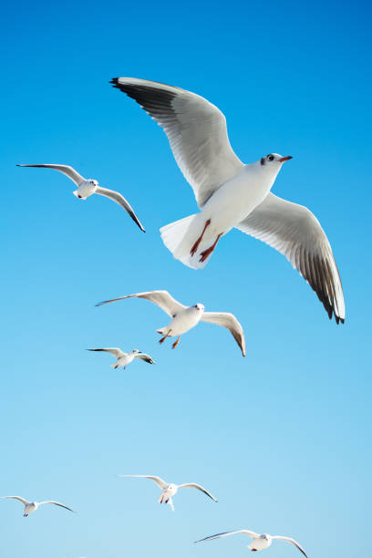 istock Seagulls are  flying in a sky 1011961700