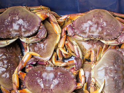 The only fresh water dungeness crab in the world on the West Coast Trail of Vancouver Island, BC, Canada.  A group of crabs by the local First Nations