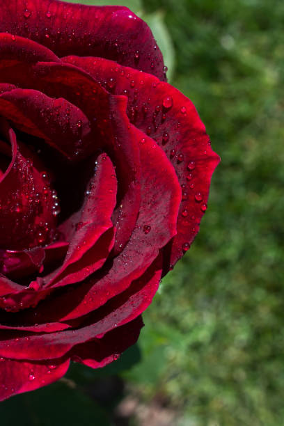 istock Colorful fresh rose in close up view 1011979392