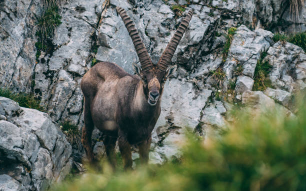 istock old alpine capricorn Steinbock Capra ibex standing on rock looking at camera, brienzer rothorn switzerland alps 1011979616