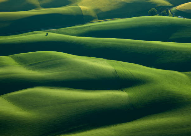 rollende weizenfelder palouse baum - rolling landscape stock-fotos und bilder