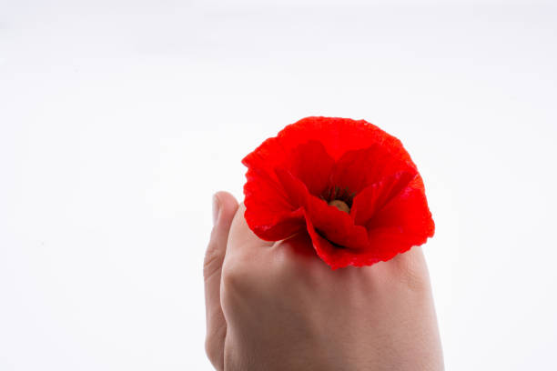 istock Hand holding a Red Poppy 1011982348