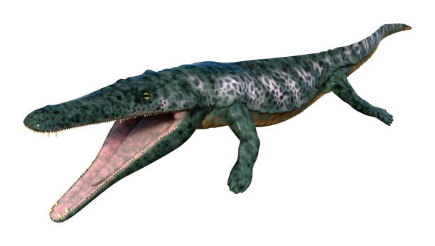 istock 3D illustration died animal Archegosaurus on white 1011982372
