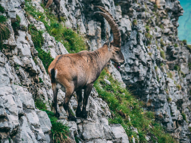 istock capricorn Steinbock Capra ibex standing on a steep mountain stone cliff sideview with big horns 1011982662