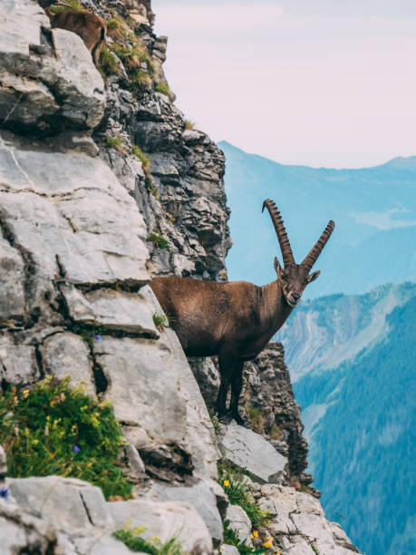 istock alpine capricorn Steinbock Capra ibex in the mountain scenery on a steep rock, brienzer rothorn switzerland alps 1011983084