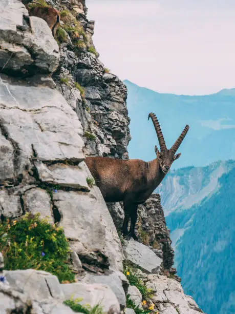 alpine capricorn Steinbock Capra ibex looking at the mountain scenery on a steep mountain rock, brienzer rothorn switzerland alps vertical