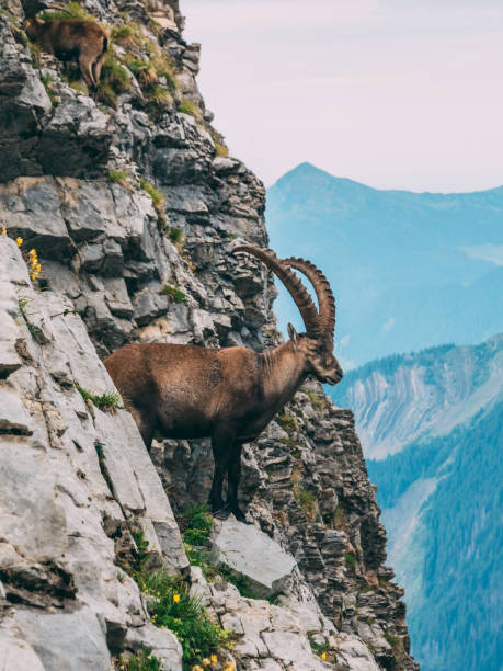 istock alpine capricorn Steinbock Capra ibex in the mountain scenery on a steep rock, brienzer rothorn switzerland alps 1011983158