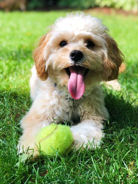 Cute Puppy with ball Cute cavoodle puppy with ball playing outside dre stock pictures, royalty-free photos & images