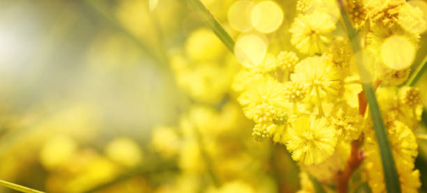 istock Blooming mimosa branches against the sky 1011984210