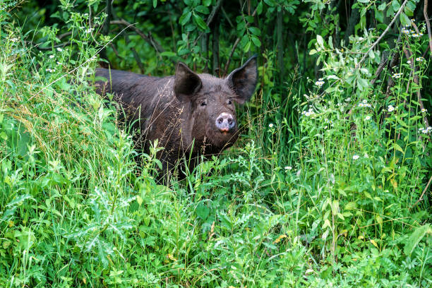 black wild pig in the grass
