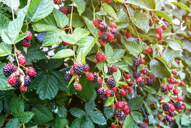 istock Lush and sweet blackberry bush 1011984840