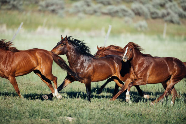 istock Stampeding wild horses in USA 1011987510