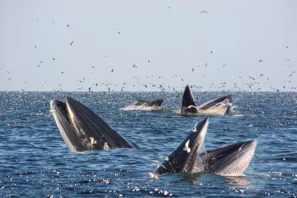 Photo of Bryde's whale feeding with seagulls eat small fish from the mouth in Thai gulf