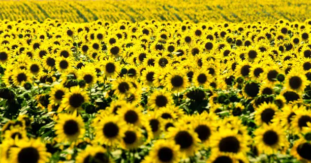 beauty sunflower field