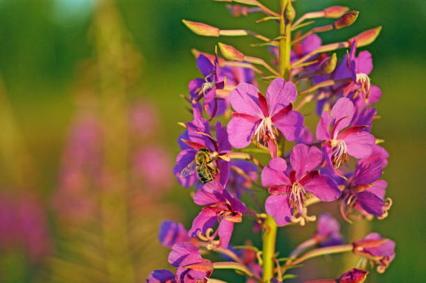 istock a bee collects nectar from kiprei 1011989518