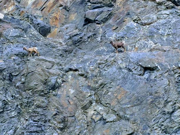 istock Two goats camaflouged along the rocks 1011996148