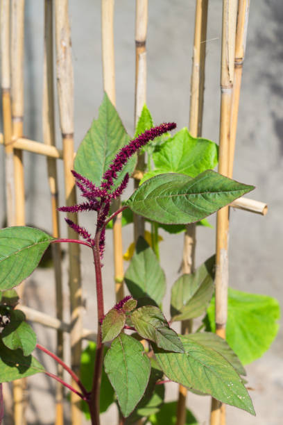 Green and red amaranth. Useful organic food. Valuable food crop with squalene