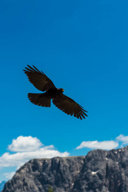 Raven portrait by the Madison River.