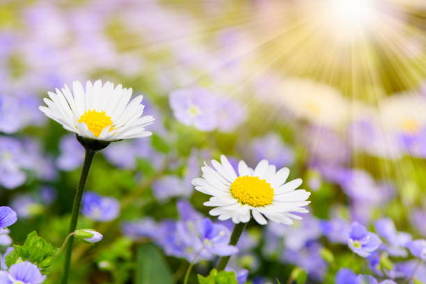 spring meadow with beautiful flowers and sunbeams in background