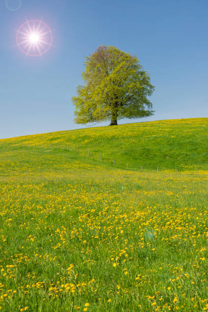 istock single big beech tree in field with perfect treetop 1012010192