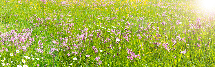spring meadow with beautiful flowers and sunbeams in background