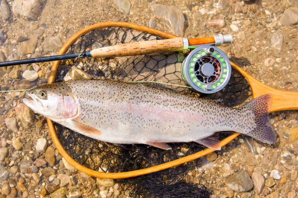 fly fishing and rainbow trout fly fishing and rainbow trout forelle pear stock pictures, royalty-free photos & images