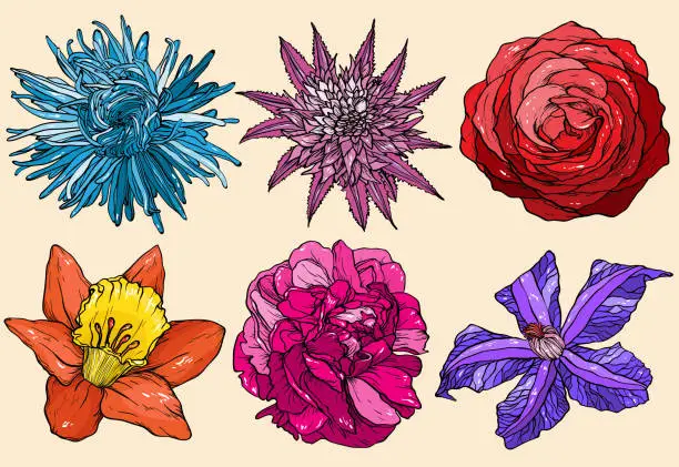 Vector illustration of Flowers set aster, rose, clematis, narcissus, scarlet, peony